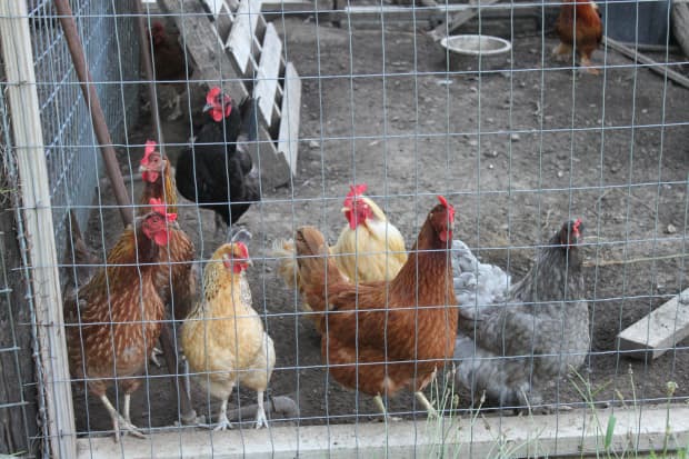 a-guide-to-keeping-chickens-in-confinement